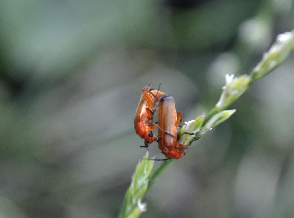 Coleotteri da identificare